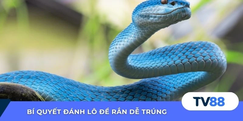 Bí quyết đánh lô đề rắn dễ trúng