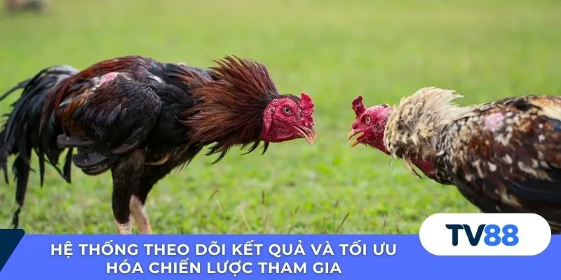 Hệ thống theo dõi kết quả và tối ưu hóa chiến lược tham gia