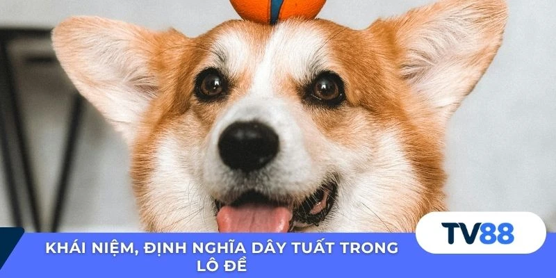 Khái niệm, định nghĩa dây Tuất trong lô đề