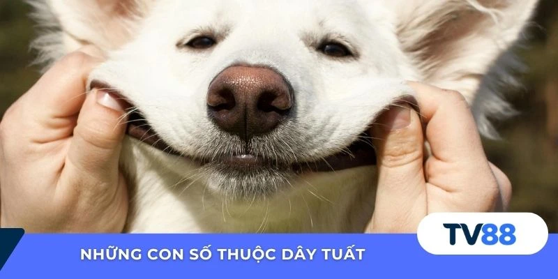 Những con số thuộc dây Tuất