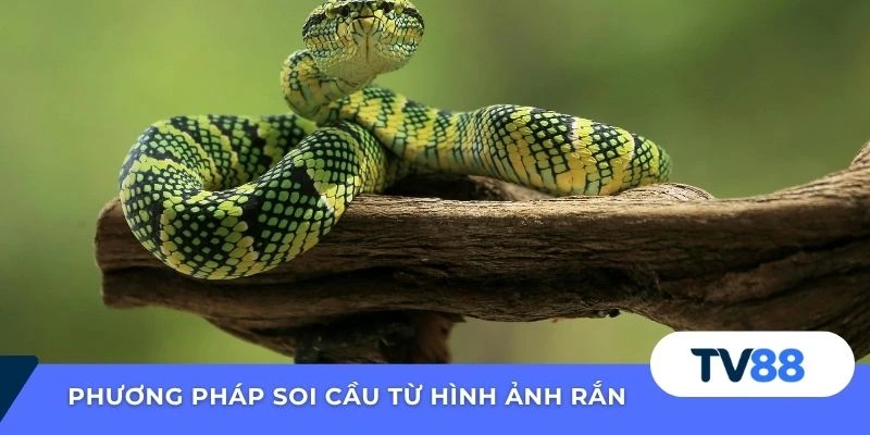 Phương pháp soi cầu từ hình ảnh rắn